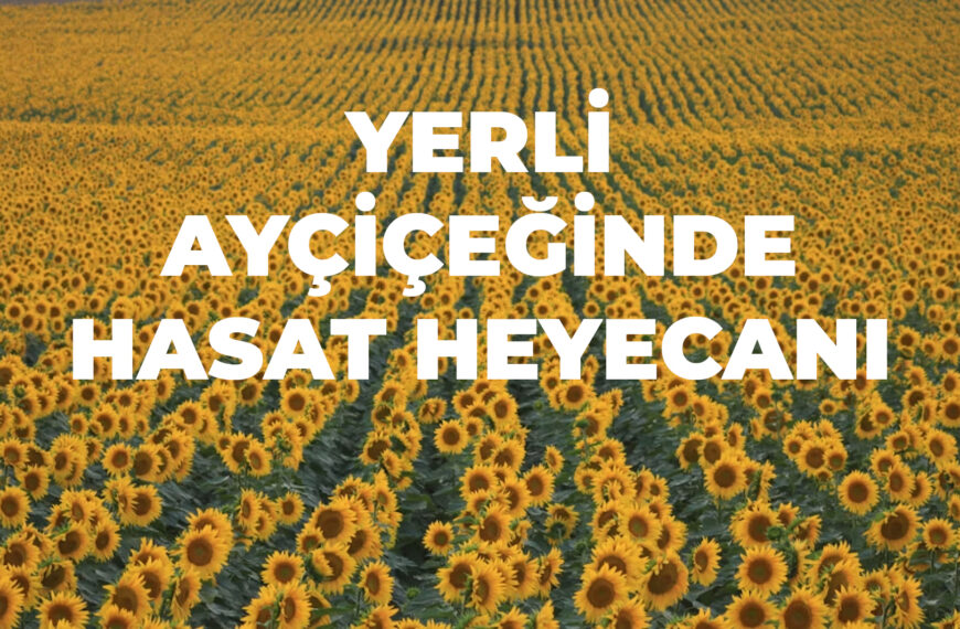 Kırklareli’nde Yerli Ayçiçeği Hasat Şenliği