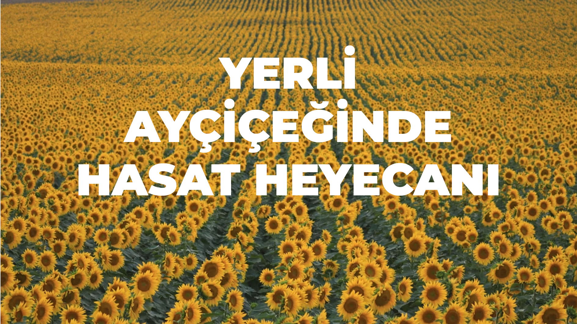 Kırklareli’nde Yerli Ayçiçeği Hasat Şenliği